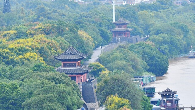 秋染栾树 宋城如画