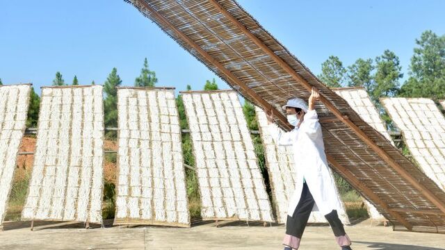 “洄田排粉”助力增收