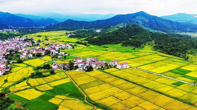 沃野青黄秋渐浓