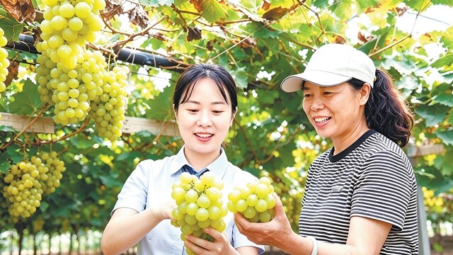 葡萄园里“丰”景美