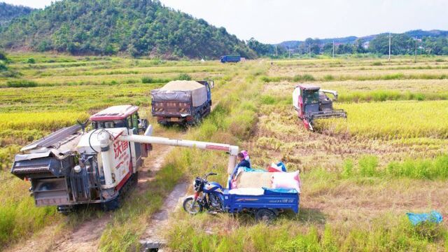 高标准农田绘就秋收好图景