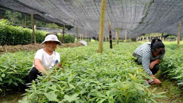 苗木管护正当时 绿色产业助振兴