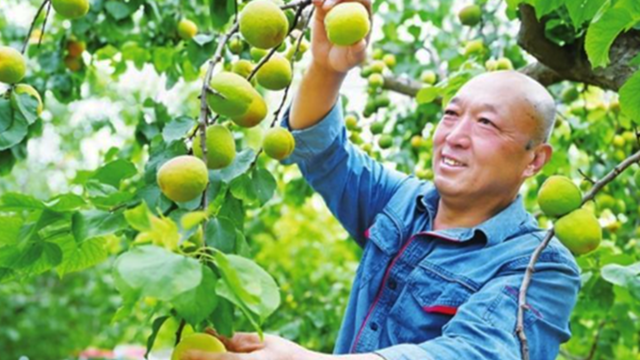 陇原大地丰收画卷徐徐展开