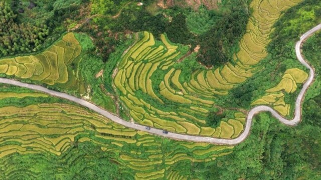 千亩梯田迎丰收