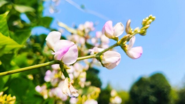 扁豆花开 秋意满园