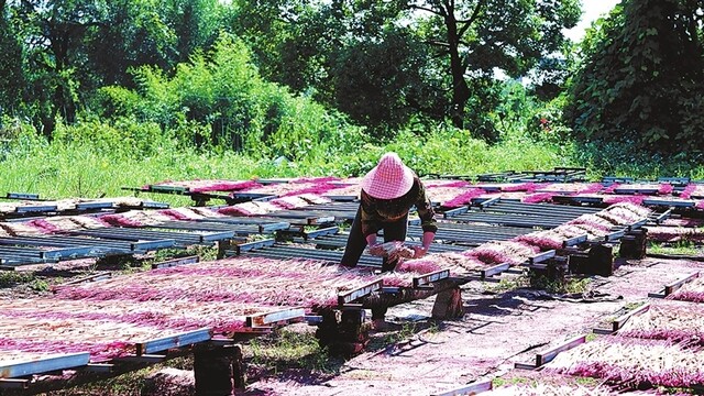 竹产业发展助农增收