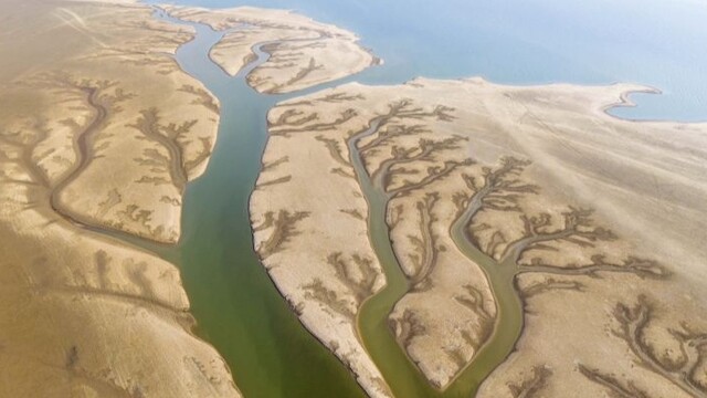 鄱阳湖现“大地之树”