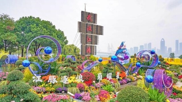 满城金色藏不住 今秋菊展倒计时