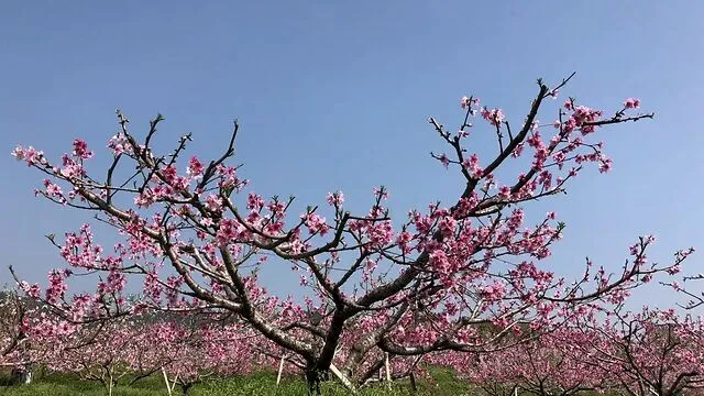 怎么可以错过（桃花源记翻译最简短的）桃花源记翻译最简短的200字 第2张