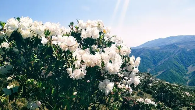 大香格里拉旅行新增一个景点，画好蛾眉梳螺髻-大香格里拉旅游圈