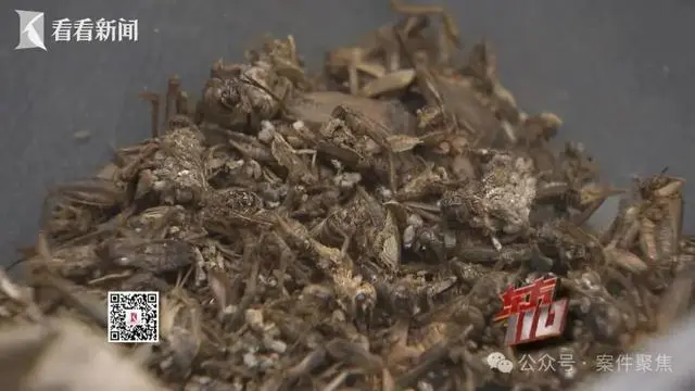 上海警方通报:黄某(女,00后)被抓获!来沪2个多月,衣食住行全靠白嫖,详情公布