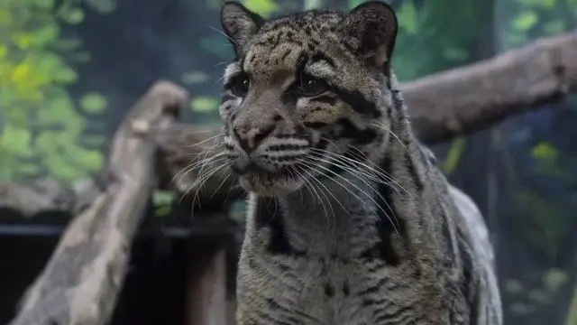 雲豹“幹幹”。圖源：重慶動物園