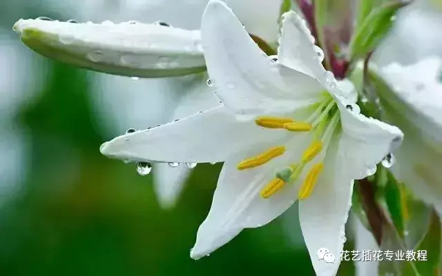 这五大鲜花具有养生功效！你都知道吗？（鲜花有什么功效）