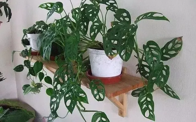 这些普通的盆栽绿植品种很多，有些小众的品种反而更耐看-哪种小盆栽好养活且观赏性强