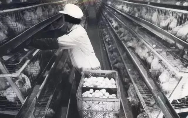 二十世纪八十年代的韩伟养鸡场