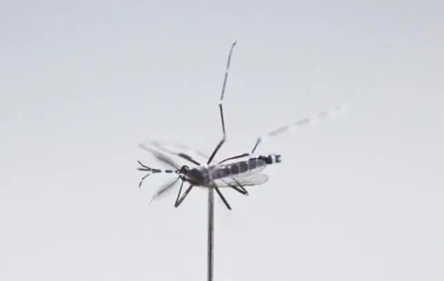 世纪注册平台:高温会让蚊子减少？研究：超过40℃将停止吸血活动