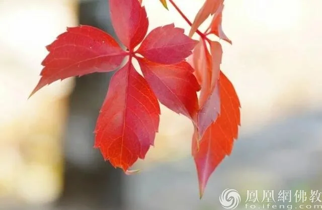 图片来源：凤凰网佛教 摄影：十愿