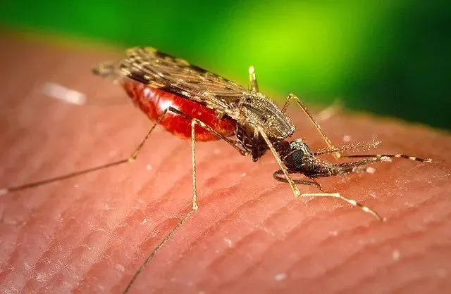为了生存，小蚊子只能努力寻找宿主，多多吸血以增强繁殖能力，因此我们会感觉到小蚊子更喜欢咬人 | James Gathany, USCDCP / Wikimedia Commons