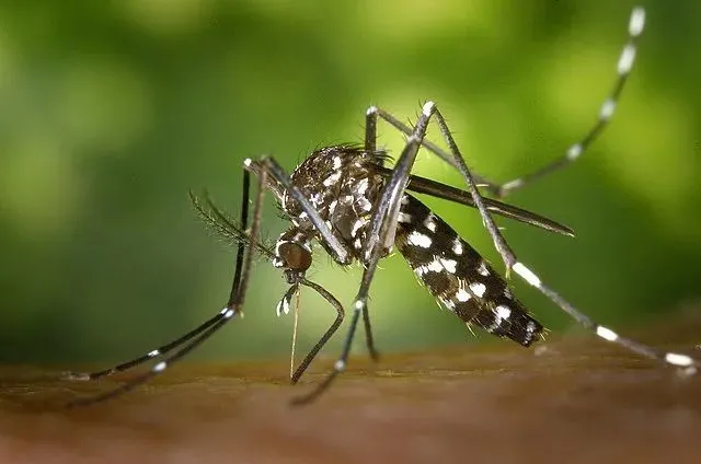 花蚊子本人 | James Gathany, CDC / Wikimedia Commons