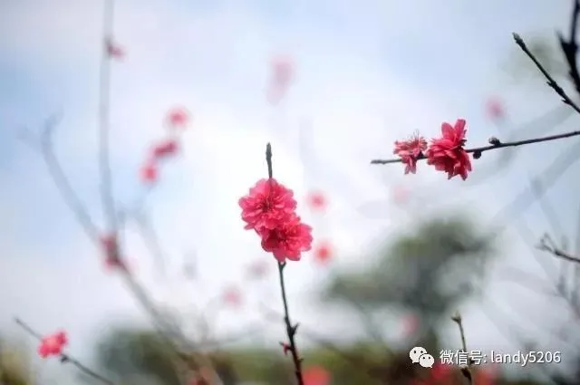 一看就会（桃花图片）最美桃花100张图片 第4张