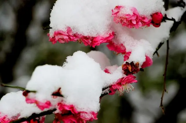 学到了（描写雪的诗句 古诗(写雪的美)）描写雪的诗句古诗名句 第2张