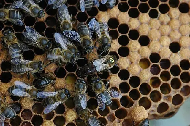 画面中心的是一个蜂群中唯一的蜂后，它正在产卵 | Piscisgate / Wikimedia Commons
