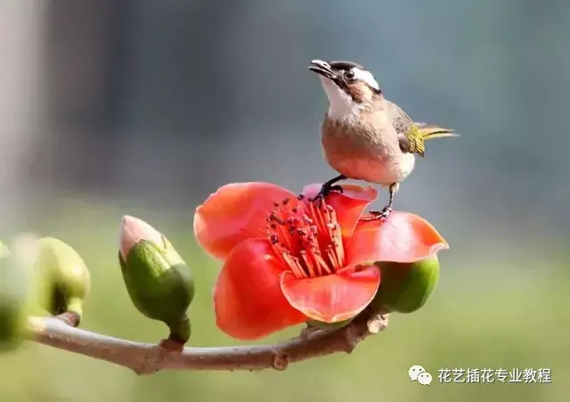 这五大鲜花具有养生功效！你都知道吗？（鲜花有什么功效）