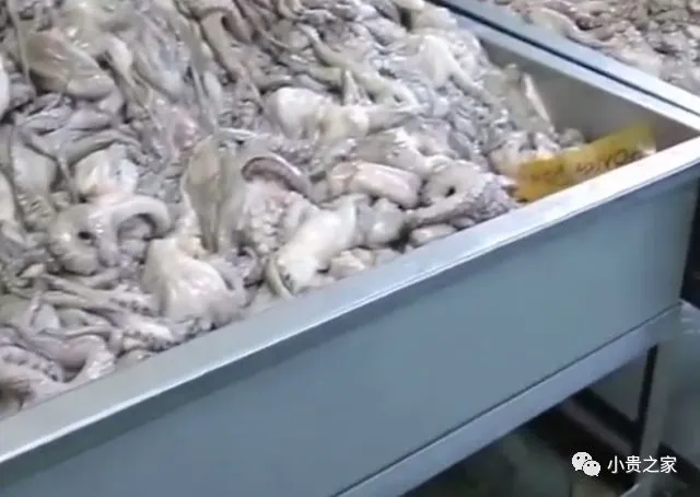 见识下国外“章鱼”流水线，看着就很过瘾，做好直接出售（章鱼在水中游泳的方向是什么方向）