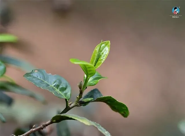 世界面积最大的平原（世界上最长的山脉） 第8张