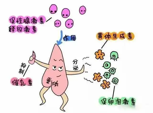 高泌乳素血症会影响怀孕吗？ 第3张