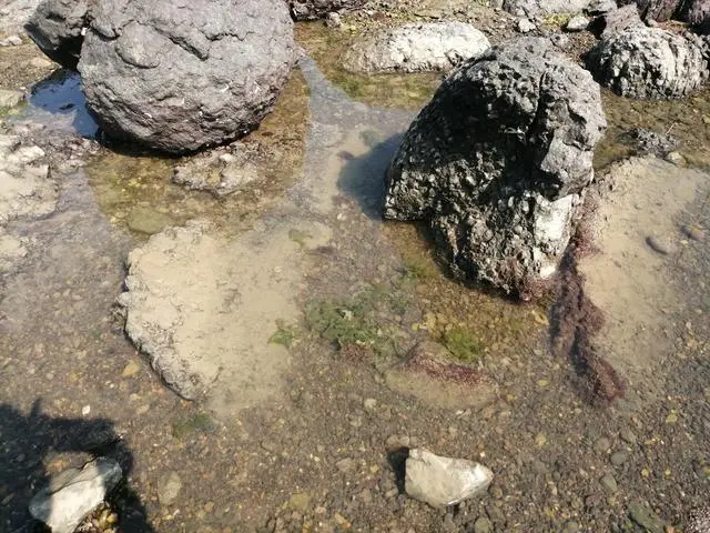 山东龙口桑岛三天两晚旅游详细攻略，第二天，赶海，钓鱼，下海-龙口桑岛旅游攻略2019