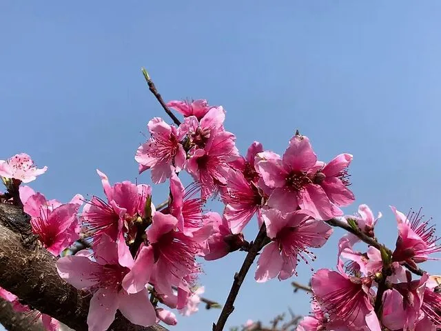 怎么可以错过（桃花源记翻译最简短的）桃花源记翻译最简短的200字 第7张