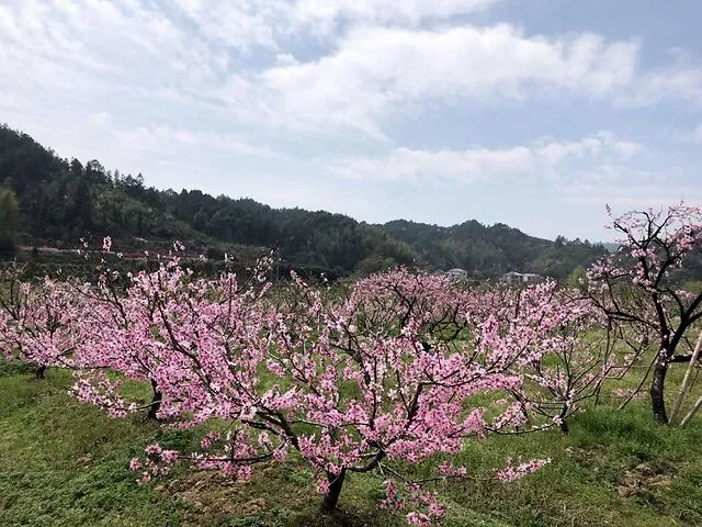 怎么可以错过（桃花源记翻译最简短的）桃花源记翻译最简短的200字 第8张