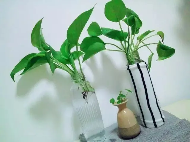 怎样判断你的植物该晒太阳还是遮阴？这个方法最简单了！-植物晒太阳要晒多久
