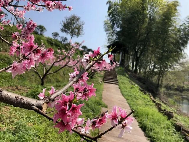 怎么可以错过（桃花源记翻译最简短的）桃花源记翻译最简短的200字 第3张