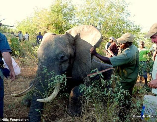 大象遭偷猎者枪击受伤 到酒店求助人类