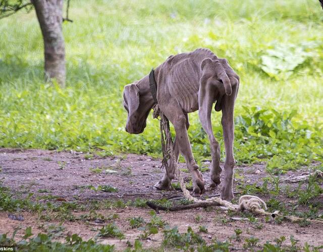图为路边的一条瘦骨嶙峋的流浪狗.