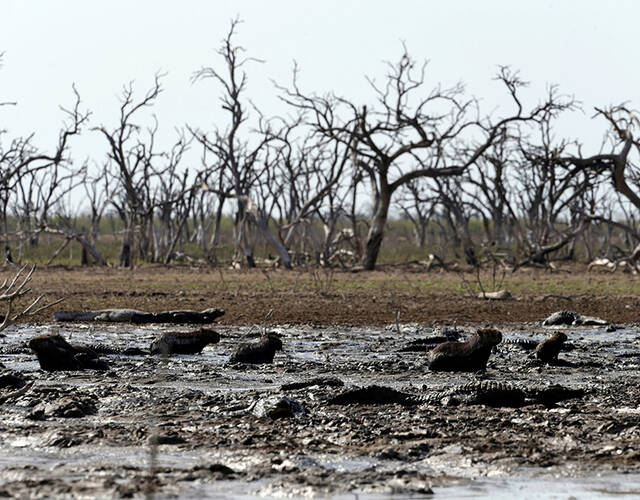 20年一遇旱灾 动物在河床上晒成干尸