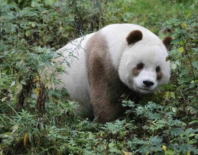 据介绍,世界第一只棕色大熊猫丹丹,是1985年在佛坪发现的.