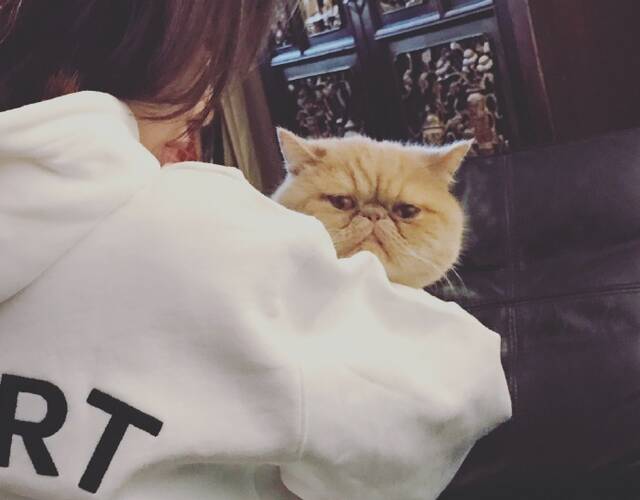 猫咪一脸不高兴