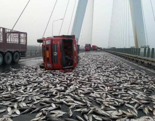 被一貨車追尾導致側翻,運載的約千斤魚全部撒出,整個路面銀光閃閃