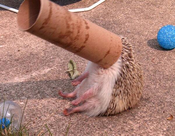 在某些方面,动物比人类更厉害,比如嗅觉更敏锐,跑的更快,跳的更高