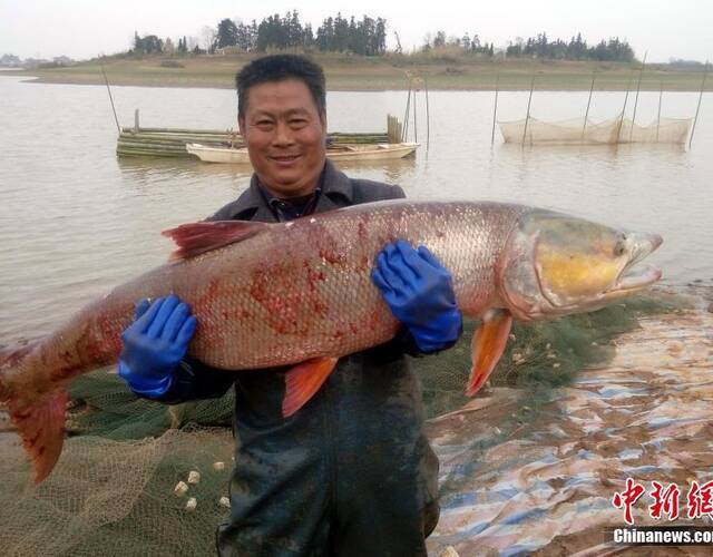 日下午,在江西南昌市新建区象山镇,渔民捕获到一条70余斤重的超大鳡鱼