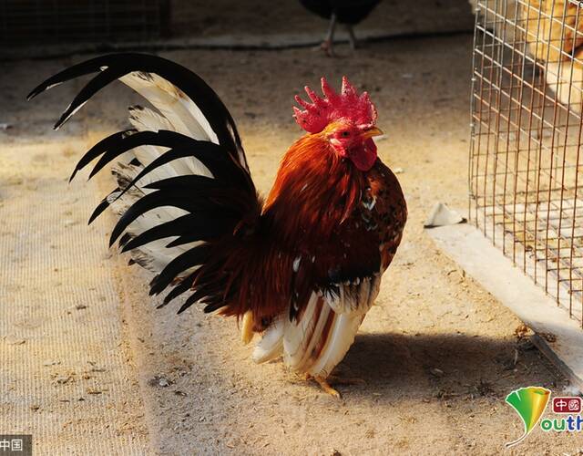 安徽:市民养宠物鸡 最贵的近2000元