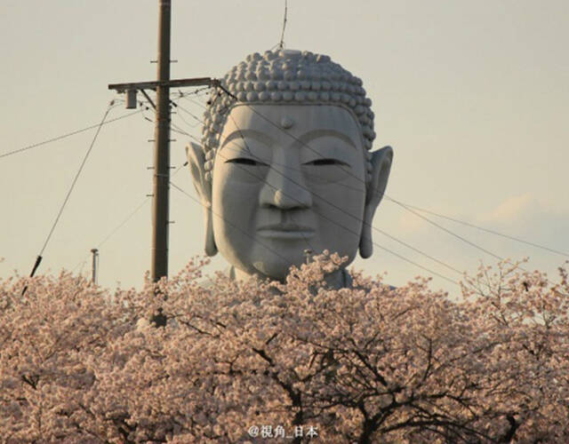 2017年4月15日报道,日本爱知县江南市的布袋大佛,高18米,周边的樱花正