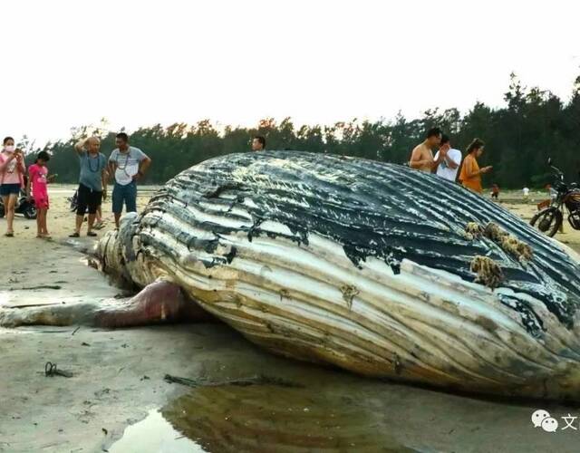 鲸鱼死后被冲上海南海滩 死因待定