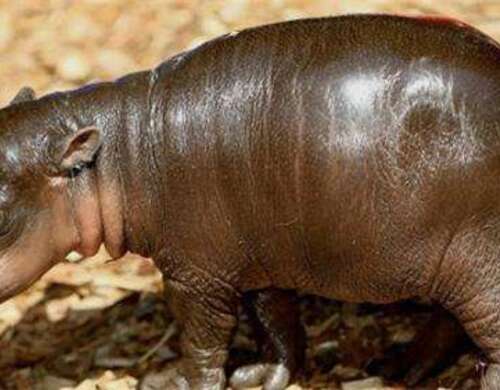 动物园内的倭河马