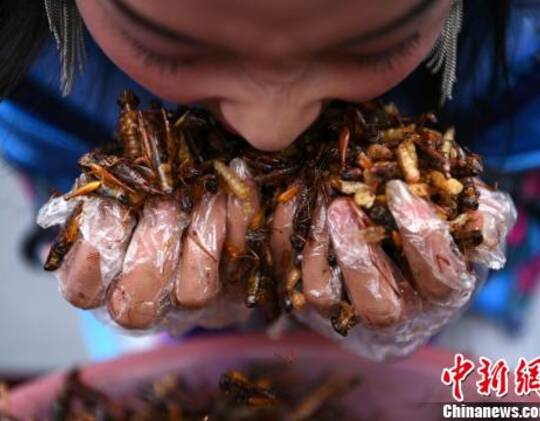 图为游客大口吃昆虫.陈超 摄