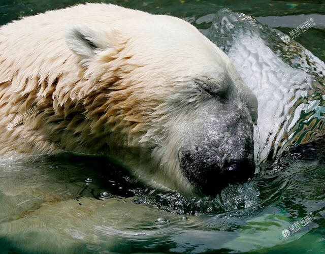 2005年7月14日,韩国一动物园中的北极熊紧贴冰块.