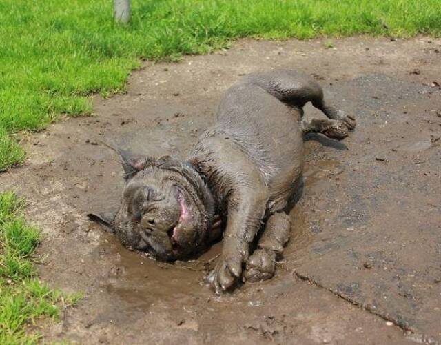 千万别让狗狗看到泥巴,不然,你绝对会后悔